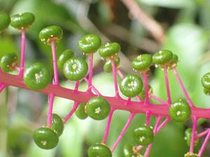 utils/thumbs/Phytolaccaceae/Phytolacca_ncfJMmz7WfACN5QQENS7GP.jpg