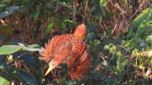 Blythipicus pyrrhotis