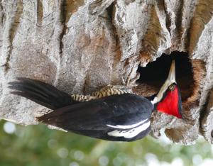 Campephilus melanoleucos