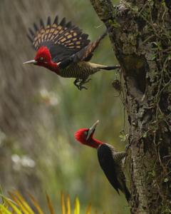 Campephilus robustus