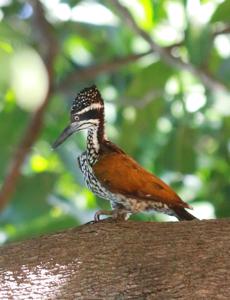 Chrysocolaptes guttacristatus