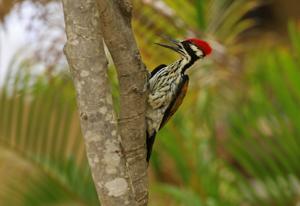 Chrysocolaptes festivus