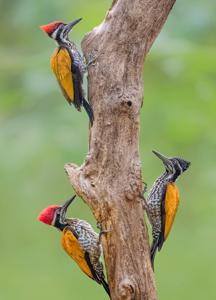 Chrysocolaptes lucidus