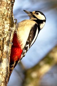 Dendrocopos major