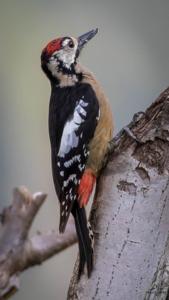 Dendrocopos himalayensis