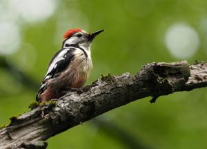 Dendrocoptes medius