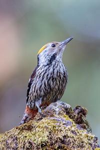 Dendrocoptes auriceps