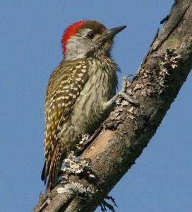 Dendropicos fuscescens
