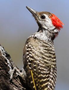 Dendropicos fuscescens