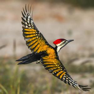 Dinopium benghalense