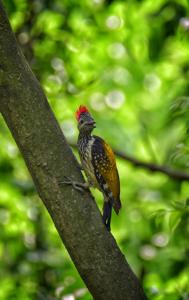 Dinopium benghalense
