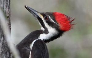 Dryocopus pileatus