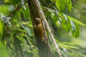 utils/thumbs/Picidae/Gecinulus_9o4ybUaWZaMYC94cjoMsHC.jpg