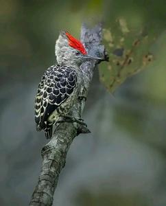 utils/thumbs/Picidae/Hemicircus_2rpqgWUddKmUB3oTev9mPt.jpg
