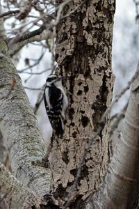 Leuconotopicus villosus