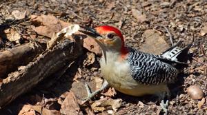Melanerpes carolinus