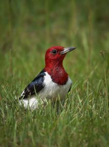 Melanerpes erythrocephalus