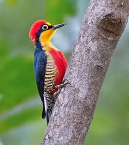 Melanerpes flavifrons