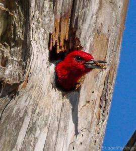 Melanerpes erythrocephalus