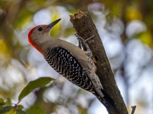 Melanerpes carolinus