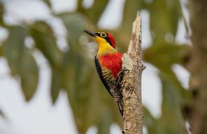 utils/thumbs/Picidae/Melanerpes_R9LspGLcF2C4vg42ZvDvVk.jpg
