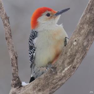 Melanerpes carolinus