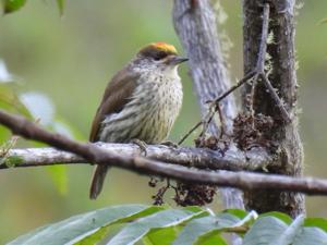 utils/thumbs/Picidae/Nesoctites_2K682ott28WstWhffCy35y.jpg