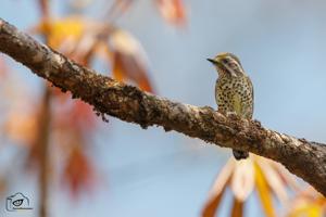 Picumnus innominatus