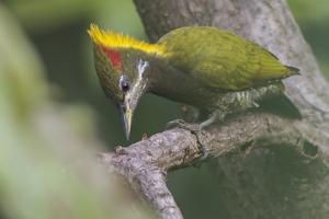 Picus chlorolophus