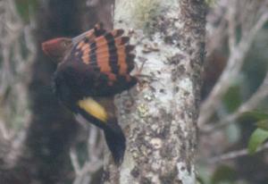 utils/thumbs/Picidae/Reinwardtipicus_hbcPogF3xBpHBkcFQCc3hr.jpg