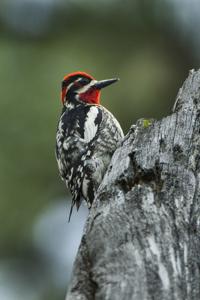 utils/thumbs/Picidae/Sphyrapicus_6Yd4icvJxV6gBc9hA9r4iV.jpg
