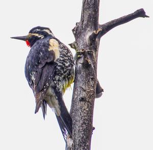 Sphyrapicus thyroideus