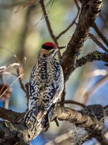 Sphyrapicus varius