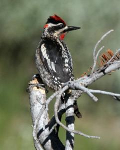 Sphyrapicus nuchalis