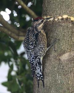 Sphyrapicus varius