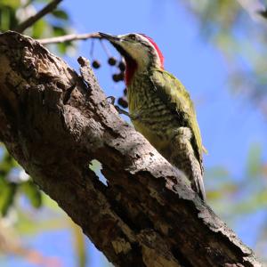 utils/thumbs/Picidae/Xiphidiopicus_mM4WL8cTMcDJxMDkT9LnAd.jpg