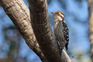 utils/thumbs/Picidae/Yungipicus_bhaTbNKVUStTsUF2yGboGA.jpg