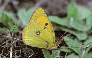 Colias myrmidone