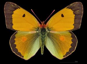 Colias croceus f. helice