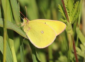 utils/thumbs/Pieridae/Colias_jKcM9nSNAbzk6vjbpEfdg4.jpg