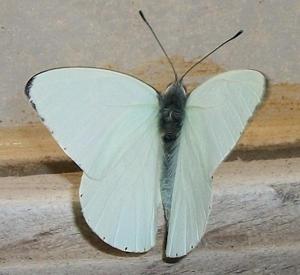 Dixeia pigea