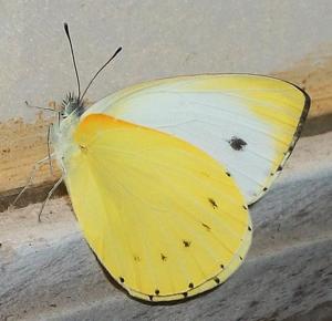 utils/thumbs/Pieridae/Dixeia_crRbuvMtvj2BSSrFHPC3Uf.jpg