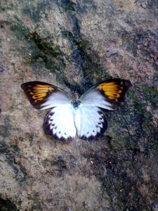 Hebomoia glaucippe celebensis