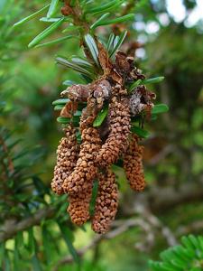 Abies koreana