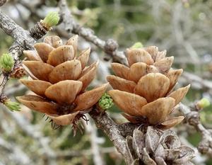 utils/thumbs/Pinaceae/Larix_ADXruxdaQHFKGoVo39axMx.jpg