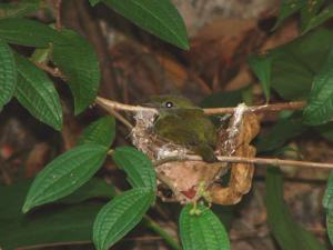 Chiroxiphia bokermanni
