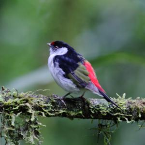 utils/thumbs/Pipridae/Ilicura_6jTJ5vCknBVyH6eQcBiNAE.jpg