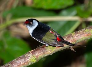 Ilicura militaris