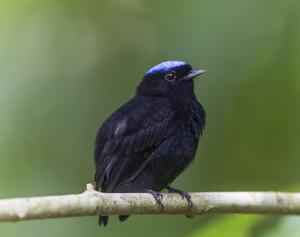 Lepidothrix coronata