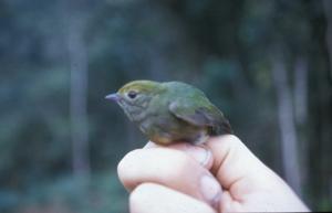 Lepidothrix nattereri